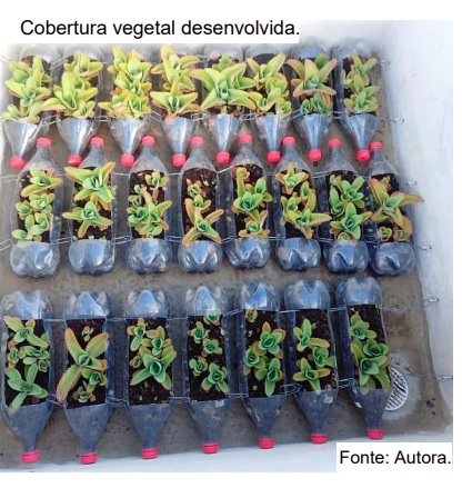 Cobertura vegetal desenvolvida com reaproveitamento de garrafas PET