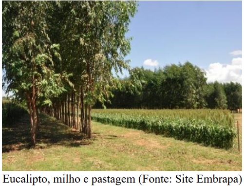Sistemas agroflorestais podem ser viáveis para a recuperação da Mata Altântica