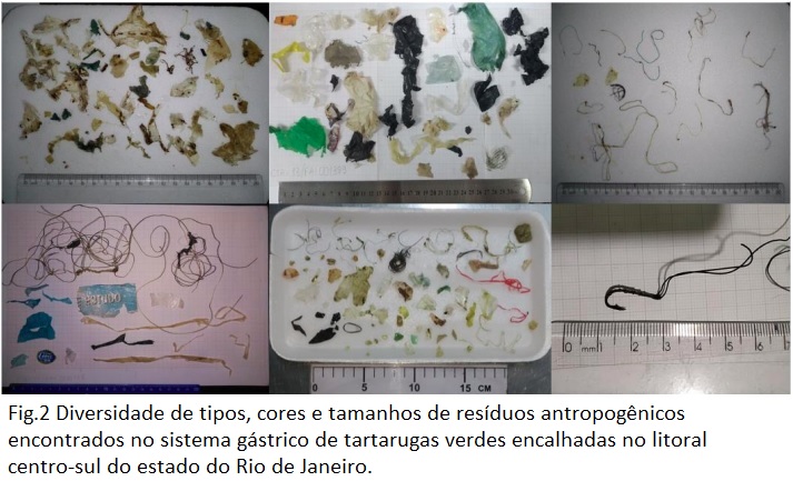 Resíduos antropogênicos em mares ameaçam a vida de tartarugas marinhas