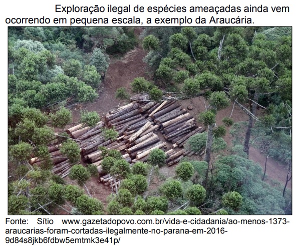 Manejo florestal sustentável é viável, mas exige conhecimento amplo das espécies