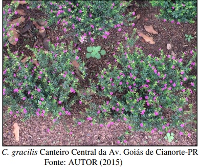 Fitorremediação é eficiente para recuperar áreas contaminadas com metais pesados