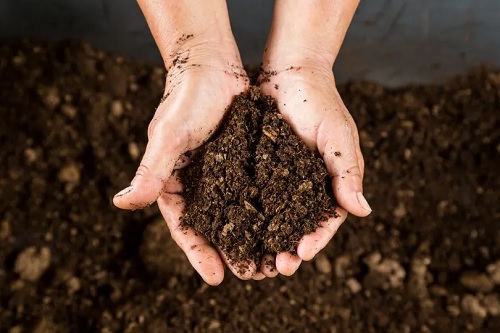 Resíduos de papel podem ser boa alternativa para compostagem